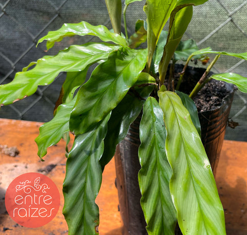 calathea sp.