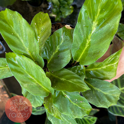 Calathea maui queen