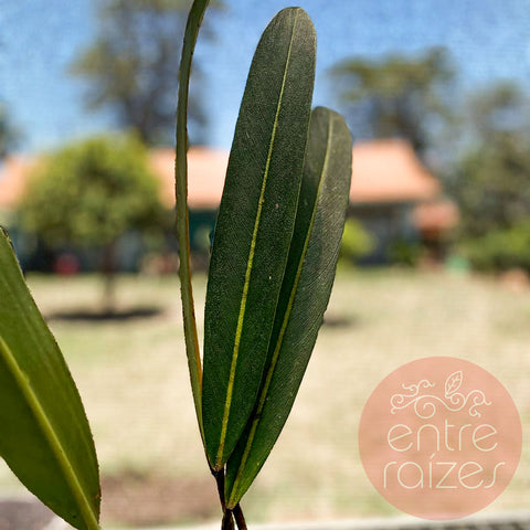 Philodendron callosum