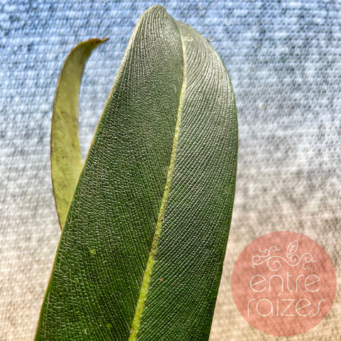 Philodendron callosum