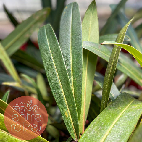 Philodendron callosum