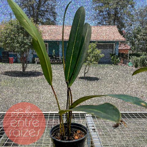 Philodendron callosum