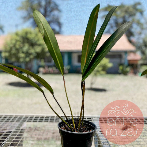Philodendron callosum