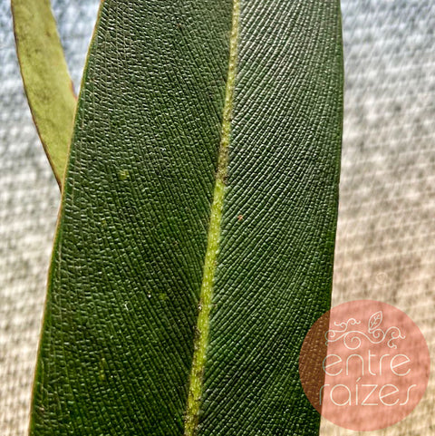 Philodendron callosum