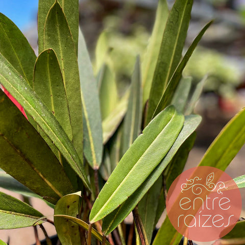 Philodendron callosum