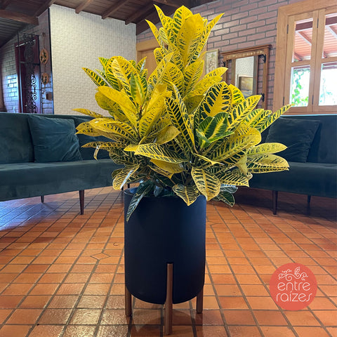 Cróton canárinho + vaso decore preto
