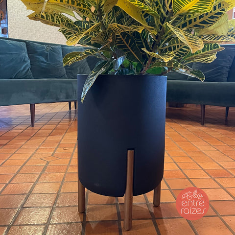 Cróton canárinho + vaso decore preto