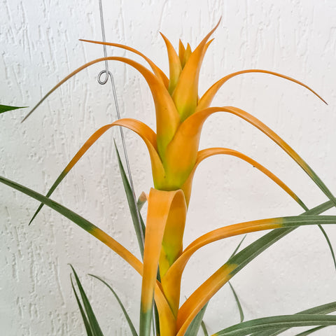 Tillandsia Captata Maya Gold