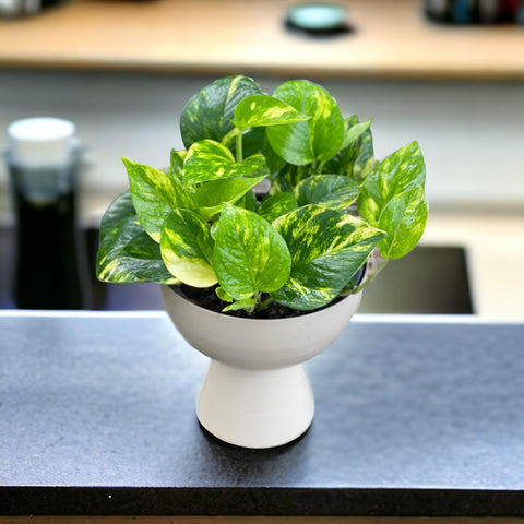 Jiboia + cachepot taça