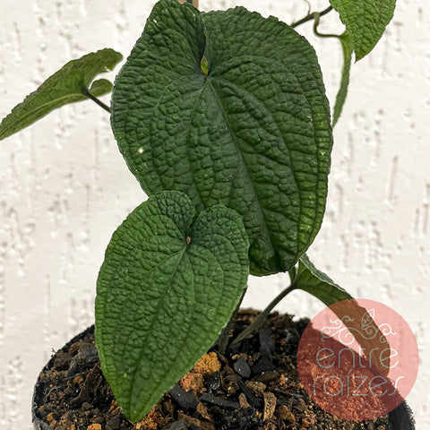Anthurium clidemioides