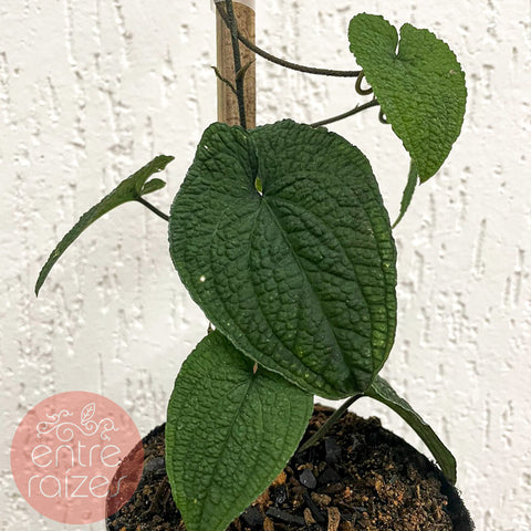 Anthurium clidemioides