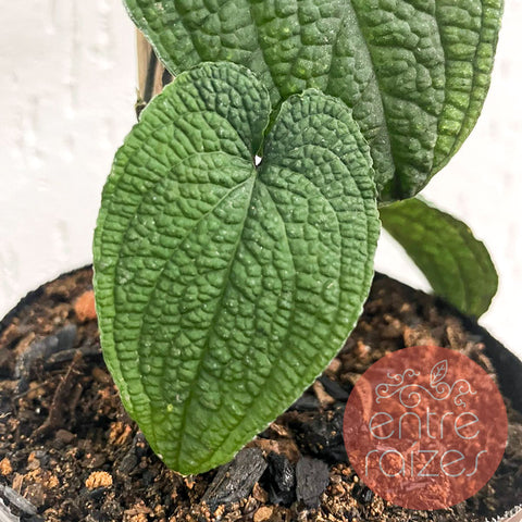 Anthurium clidemioides