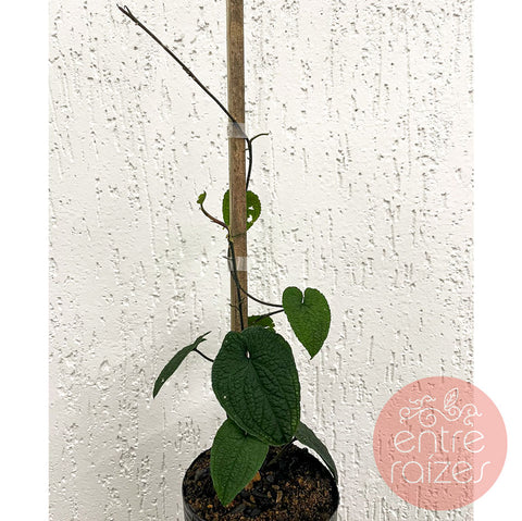 Anthurium clidemioides