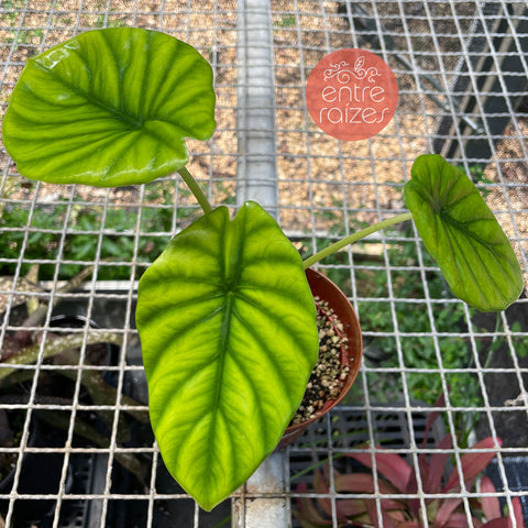 Alocasia Clypeolata
