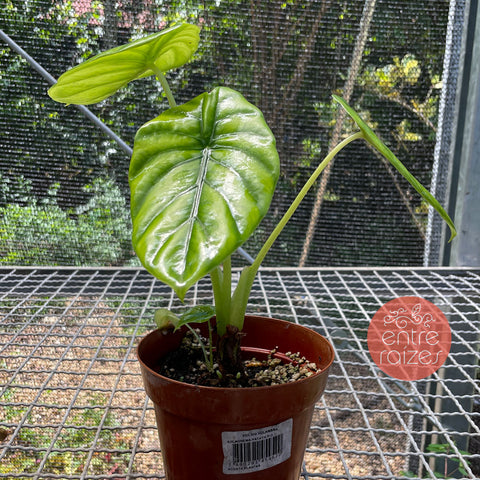 Alocasia Clypeolata