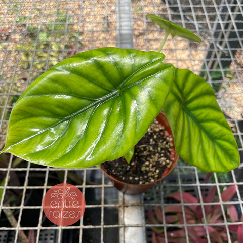 Alocasia Clypeolata