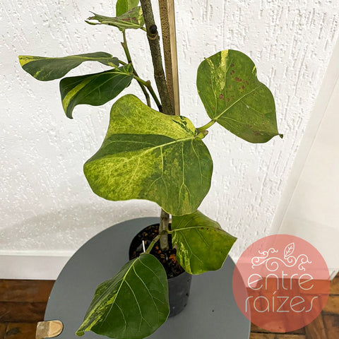 Cocoloba uvífera 'Variegata'