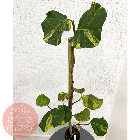 Cocoloba uvífera 'Variegata'