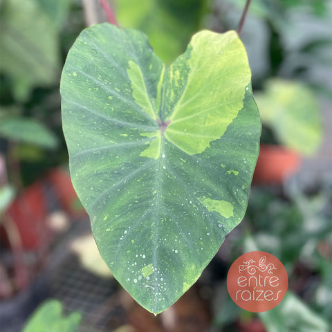 Colocasia esculenta ' lemon lime gecko '