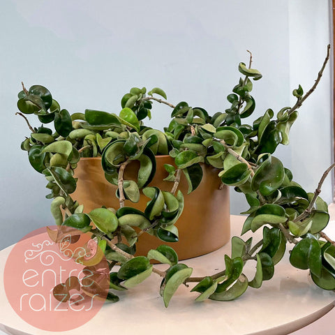 Hoya carnosa compacta + cachepot em metal marrom