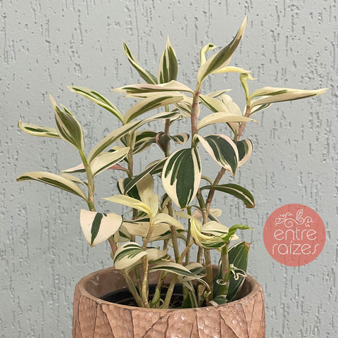 Costus arabicus variegata + cachepot folhas