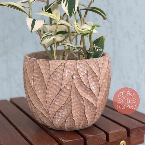 Costus arabicus variegata + cachepot folhas