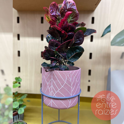 Cróton 'red apple' + cachepot folhas com suporte de metal