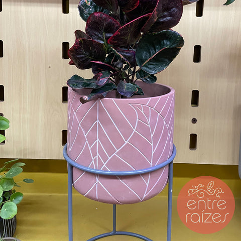 Cróton 'red apple' + cachepot folhas com suporte de metal
