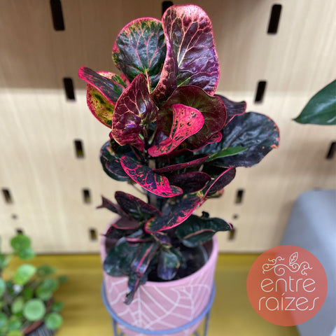 Cróton 'red apple' + cachepot folhas com suporte de metal
