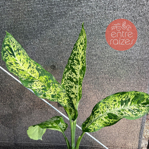 Dieffenbachia sp. 'crow'