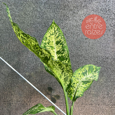 Dieffenbachia sp. 'crow'