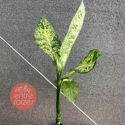 Dieffenbachia sp. 'crown'