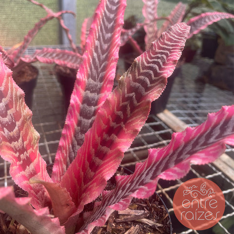 Bromélia Cryptanthus Zonatus 'Elaine' Esta Bromélia Cryptanthus Zonatus 'Elaine'