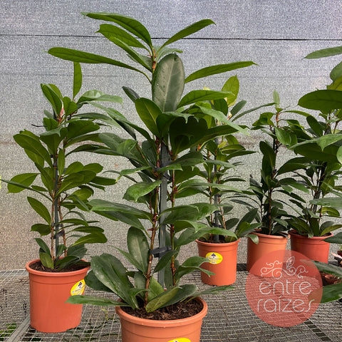 Ficus cyathistipula
