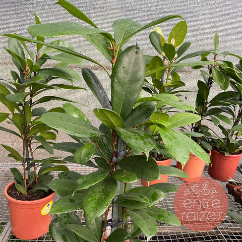 Ficus cyathistipula