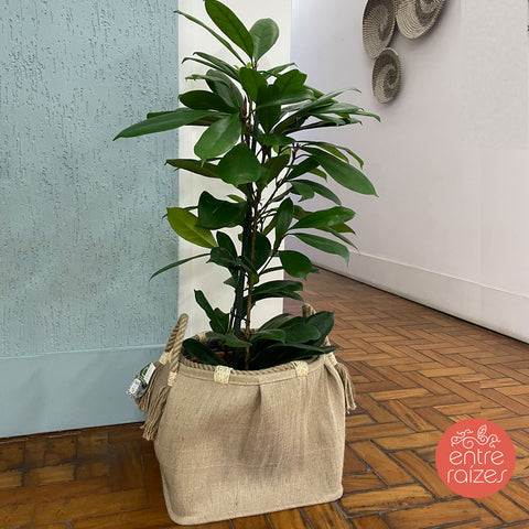 Ficus cyathistipula