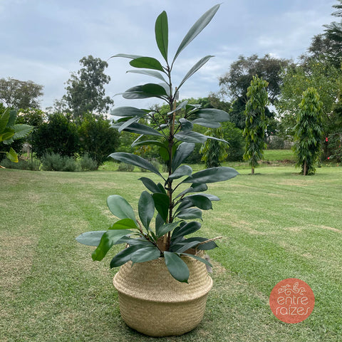 Ficus cyathistipula