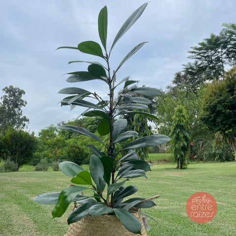 Ficus cyathistipula + cesto em seagrass