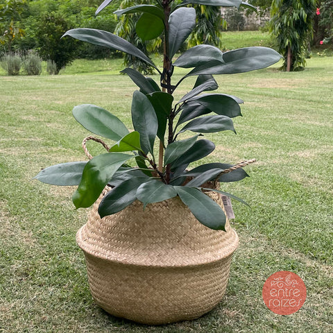 Ficus cyathistipula + cesto em seagrass