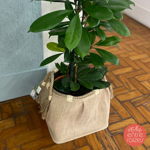 Ficus cyathistipula + cesto corda natural