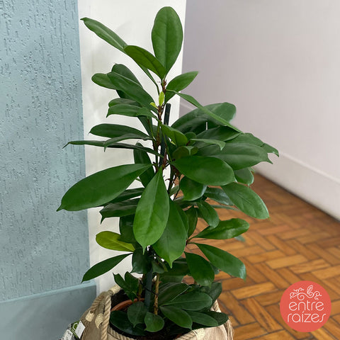 Ficus cyathistipula + cesto corda natural