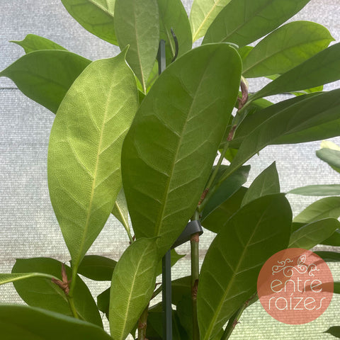Ficus cyathistipula