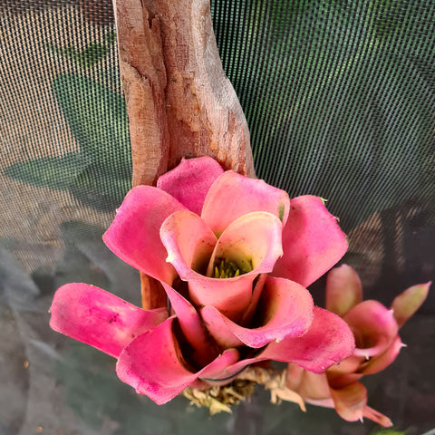 Neoregelia diamantinenses