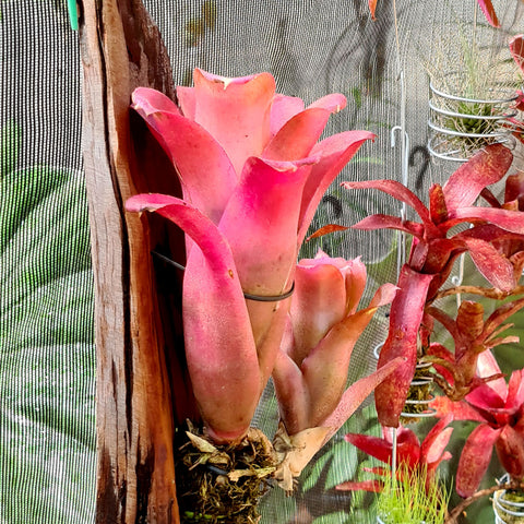 Neoregelia diamantinenses