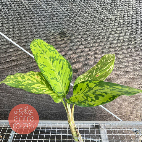 Dieffenbachia bowmannii