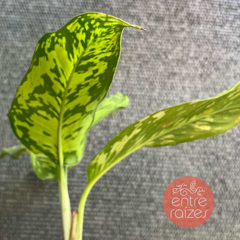 Dieffenbachia bowmannii