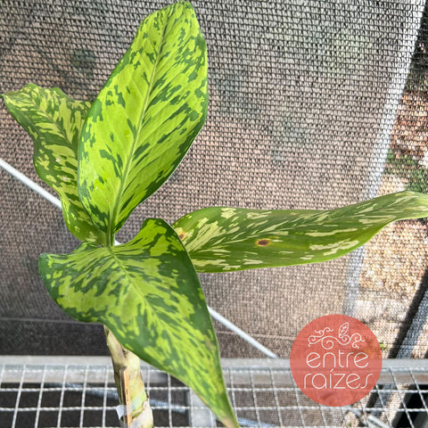 Dieffenbachia bowmannii