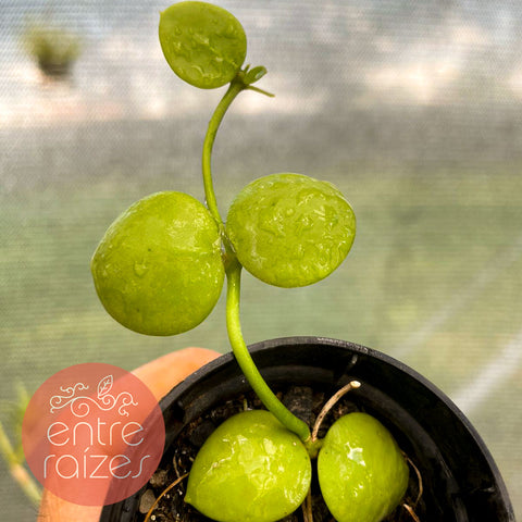Dischidia imbricata