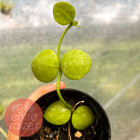 Dischidia imbricata