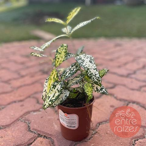 Dracena godseffiana
